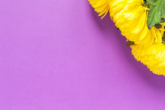 充满活力的黄色的菊花春天番红花属紫色的背景