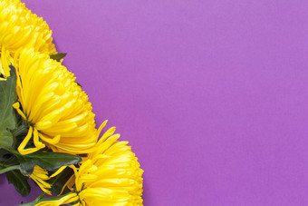 充满活力的黄色的<strong>菊花</strong>春天番红花属紫色的背景