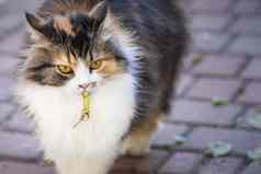 猫抓住了蜥蜴世界猫小猫蜥蜴小猫捕食者猎人猎人猎物特写镜头