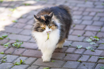 猫抓住了蜥蜴世界猫小猫蜥蜴小猫捕食者猎人猎人猎物特写镜头