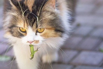 猫抓住了蜥蜴世界猫小猫蜥蜴小猫捕食者猎人猎人猎物特写镜头