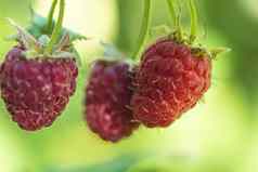 失去成熟的树莓水果花园成熟的树莓红色的树莓叶绿色背景