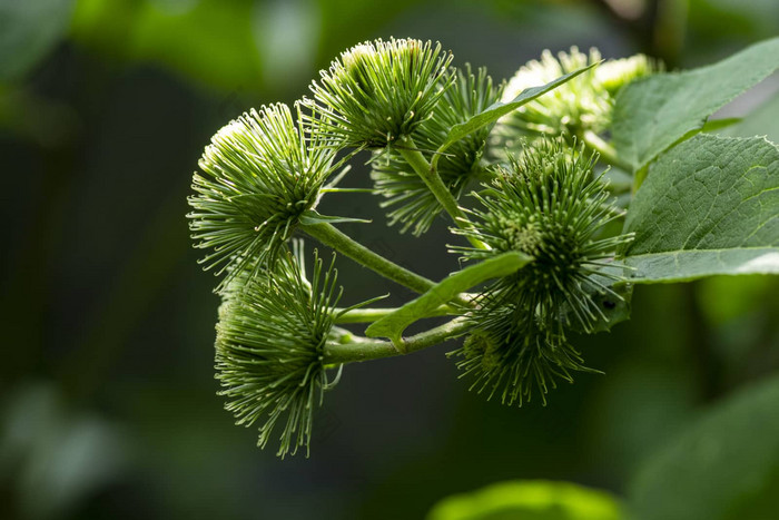 植物特写镜头牛蒡补丁乞丐按钮蔬菜花园味蕾伟大的牛蒡牛蒡补丁夏天