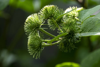 <strong>植物</strong>特写镜头牛蒡补丁乞丐按钮蔬菜花园味蕾伟大的牛蒡牛蒡补丁夏天