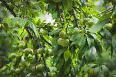 樱桃李子分支花园绿色樱桃李子特写镜头水果花园很多大多汁的李子阳光有机自然黄色的李子挂树分支
