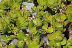 crassula卵形一般玉植物幸运的植物钱植物钱树