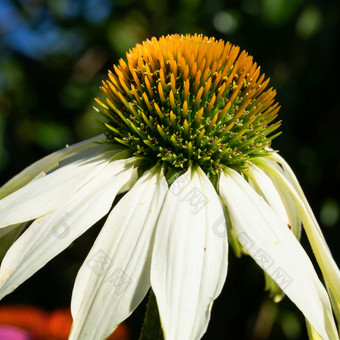 松果<strong>菊</strong>紫锥<strong>菊</strong>紫竹