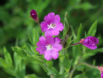 epilobium分子一般伟大的willowherb伟大的多毛的willowherb多毛的willowherb盛开的森林