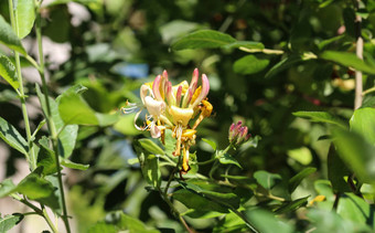 金银花periclymenum花常见的的名字忍冬属植物常见的忍冬属植物欧洲忍冬属植物忍冬属植物盛开的夏天季节