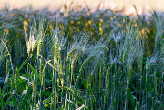 水平照片日益增长的耳朵多汁的小麦场