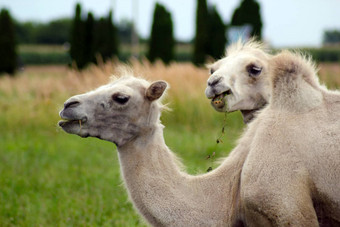 小年轻的骆驼绿色草背景Camelusbactrianus