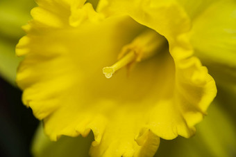内部daffodill