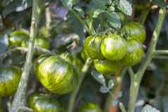 绿色西红柿生长