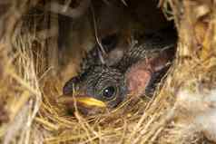 图像新生儿鸟巢动物