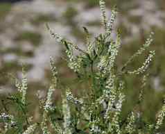 melilotus阿不思·蜂蜜三叶草布哈拉三叶草澳大利亚甜蜜的三叶草白色melilot盛开的夏天季节