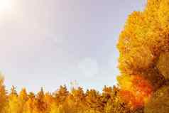 色彩斑斓的黄色的橙色树叶秋天树森林天空美丽的秋天背景的地方文本