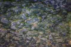 空气泡沫藻类