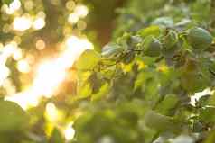 绿色生杏子树分支花园成熟杏子树分支春天时间水果发展