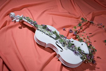 小提琴花
