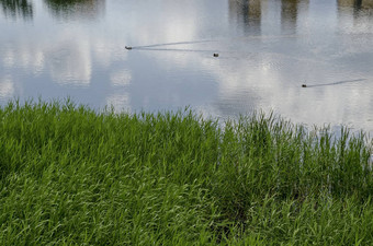 夏天绿色新鲜的里德芦苇Communis<strong>冲</strong>德雷克女野<strong>鸭鸭</strong>子游泳湖区德鲁伊巴