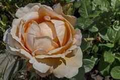 新鲜的米色布鲁姆玫瑰花花园区德鲁伊巴