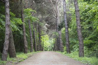 森林路