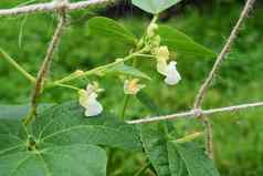 白色花卡吕普索豆植物
