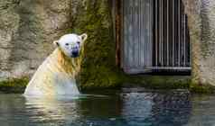 极地熊采取浴水脆弱的动物specie北极圆