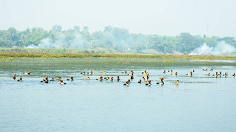 鸟死亡水污染红色的冠毛犬红头潜鸭迁徙鸟飞亚穆纳河河早....重空气污染传播空气城市周围区域