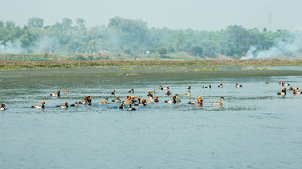鸟死亡水污染红色的冠毛犬红头潜鸭迁徙鸟飞恒河河早....鸟动物死亡有毒的被污染的水发布非法工厂
