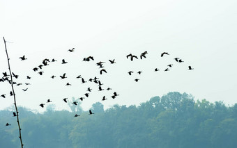 群迁移鸟飞行集团蓝色的天空湖不完<strong>美</strong>的<strong>形</strong>成南达法国家公园Arunachal邦快乐象征自由自由背景