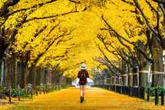 女人旅行者背包走行黄色的银杏树秋天秋天公园东京日本