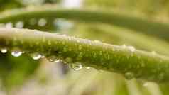 有尖刺的龙舌兰组合成的植物龙舌兰龙舌兰酒水叶子降雨撒上小雨雾淋浴雨滴树叶子雨滴降水雨水湿天气背景