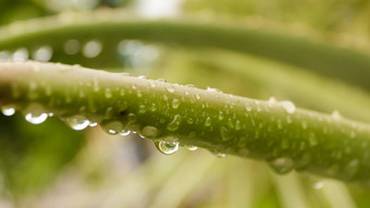 有尖刺的龙舌兰组合成的植物龙舌兰龙舌兰<strong>酒</strong>水叶子降雨撒上小雨雾淋浴雨滴树叶子雨滴降水雨水湿天气背景
