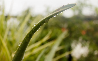 有尖刺的龙舌兰组合成的植物龙舌兰龙舌兰<strong>酒</strong>水叶子降雨撒上小雨雾淋浴雨滴树叶子雨滴降水雨水湿天气背景