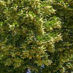 黄色的花绿色叶子蒂利亚林登石灰树夏天区德鲁伊巴