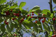 樱桃树完整的甜蜜的美味可口的红色的水果花园区德鲁伊巴