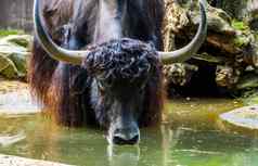 野生牦牛喝水水水坑牦牛脸特写镜头热带牛specie喜马拉雅山脉山亚洲