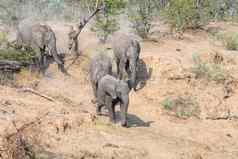 非洲大象学名Loxodonta非洲走山