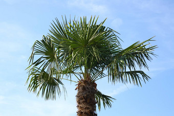 palm-frond<strong>椰子树</strong>蓝色<strong>的</strong>天空这帕姆韦德尔一个<strong>椰子树</strong>用blauem天空