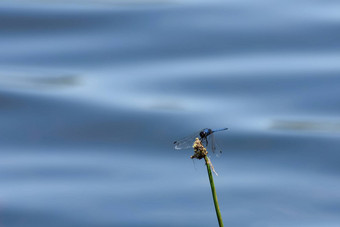 背dropwing蜻蜓湖Trithemis背侧的