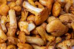 生chanterelles