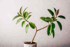 热带榕属植物植物白色能