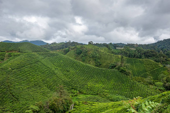 茶植物行覆盖陡峭的山山坡上卡梅隆高地马来西亚