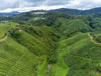 茶种植园空中照片显示行山茶花中国覆盖山卡梅隆高地