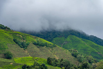 茶种植园前面热带雨森林覆盖云