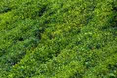 茶植物山茶花中国日益增长的茶种植园