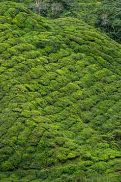 茶植物覆盖陡峭的山坡马来西亚