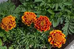 橙色红色的花头万寿菊金盏花绿色背景花园区德鲁伊巴