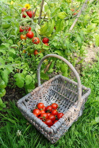 红色的樱桃西红柿选葡萄树聚集篮子